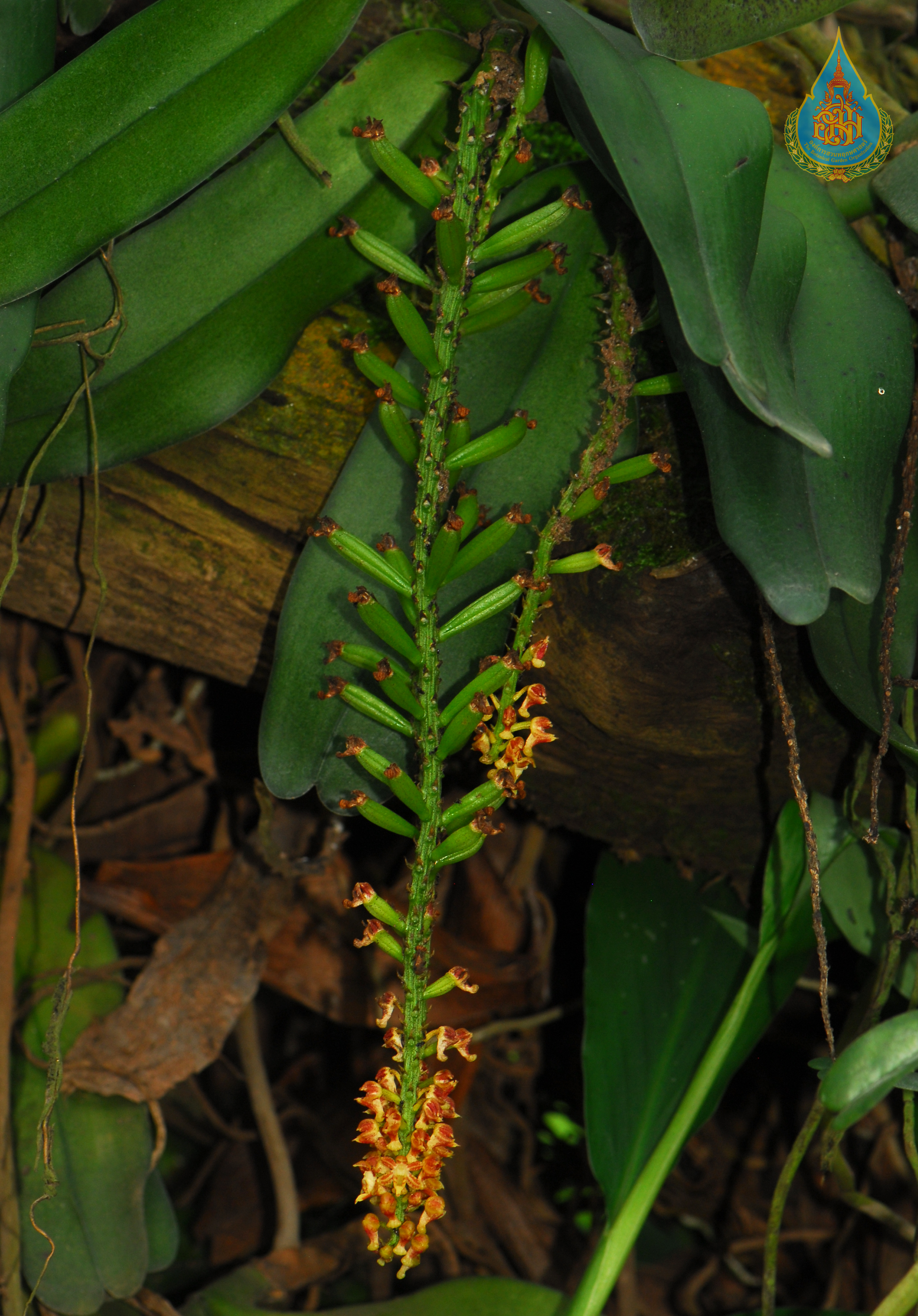 เอื้องสร้อยระย้า Robiquetia spathulata (Blume) J.J.Sm.<br/>ORCHIDACEAE
